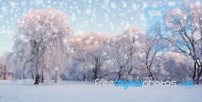 Christmas Morning In Central Park Stock Photo