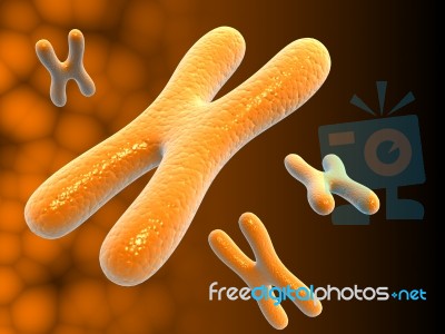 Chromosomes Stock Image