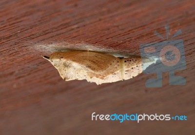 Chrysalis Stock Photo