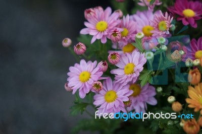 Chrysanthemum Stock Photo