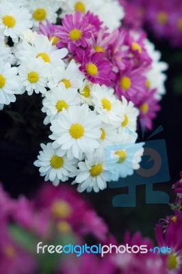 Chrysanthemum Stock Photo