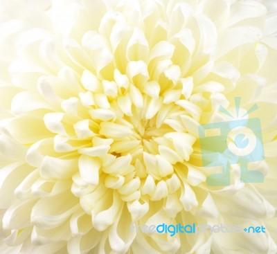 Chrysanthemum Stock Photo