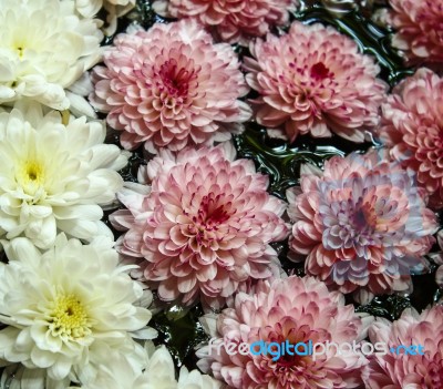 Chrysanthemum Flower Stock Photo