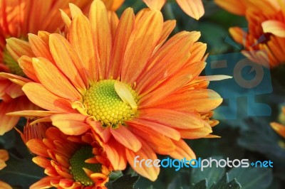 Chrysanthemum Flowers Stock Photo