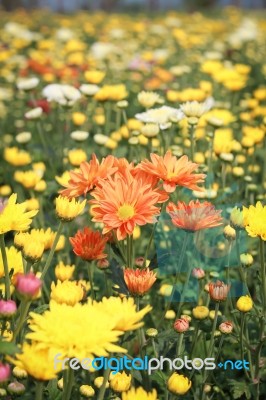 Chrysanthemum Flowers In Garden Stock Photo