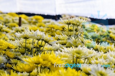 Chrysanthemum Morifolium Flowers Farm Stock Photo