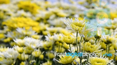 Chrysanthemum Morifolium Flowers Garden Stock Photo