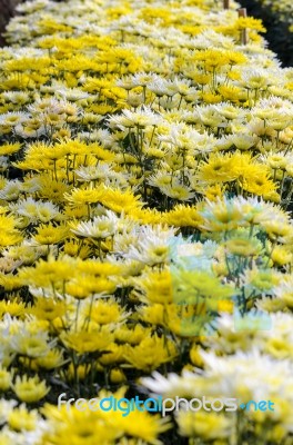 Chrysanthemum Morifolium Flowers Garden Stock Photo