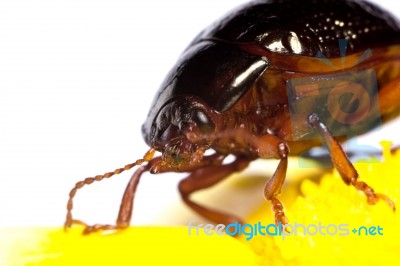 Chrysolina Bankii Insect Stock Photo