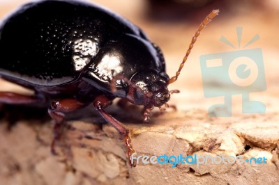 Chrysolina Bankii Insect Stock Photo