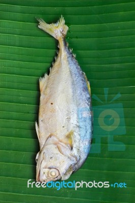 Chub Mackerel Stock Photo