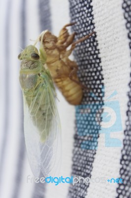 Cicada Stock Photo