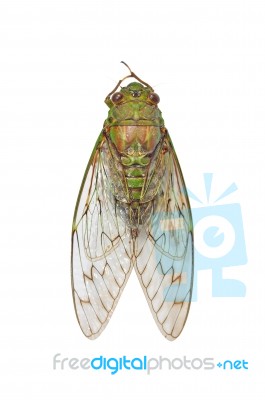 Cicada Stock Photo