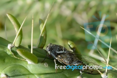 Cicada Stock Photo