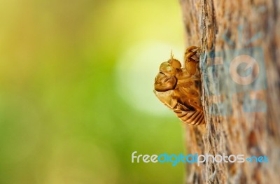 Cicada Exoskeleton Stock Photo