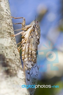 Cicada Insect Stock Photo