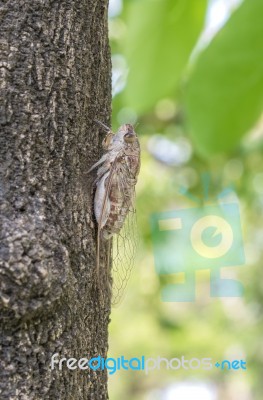 Cicada On Tree Close Up Stock Photo