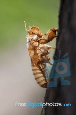 Cicada Shell On Tree Stock Photo