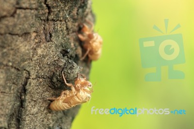 Cicada Shell On Tree Stock Photo