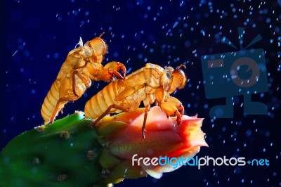 Cicada Slough On Blue Background Stock Photo