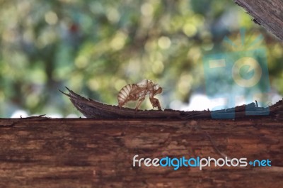 Cicata Exuvia  View Stock Photo