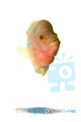 Cichlid Fish Stock Photo