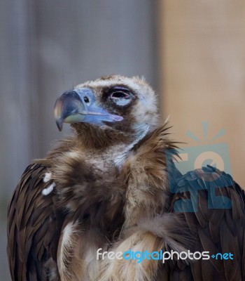 Cinereous Vulture Stock Photo