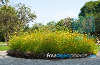 Circle Flower Garden Stock Photo