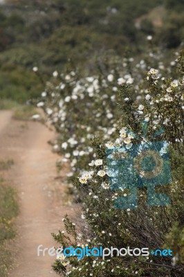 Cistus Ladanifer Flowers Stock Photo