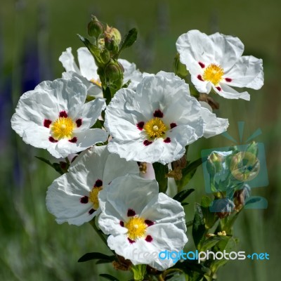 Cistus Lucitanica Decumbens Stock Photo