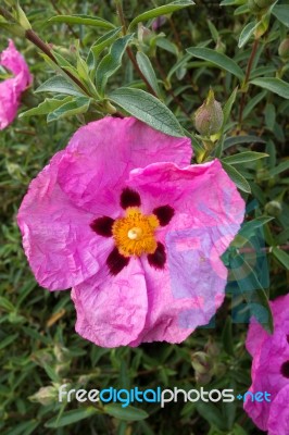 Cistus Purpureus Stock Photo