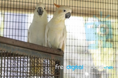 Citron Crested Cockatoo Stock Photo