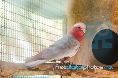 Citron Crested Cockatoo Stock Photo