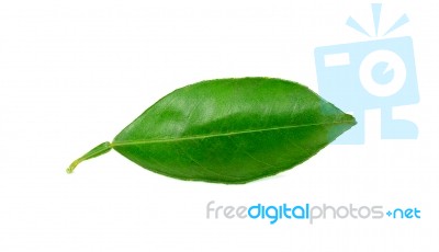 Citrus Leaves Isolated On A White Background Stock Photo