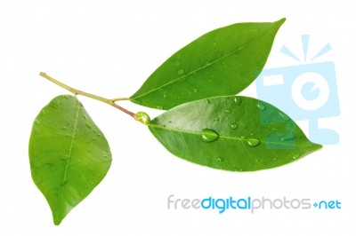 Citrus Leaves With Drops Isolated On A White Background Stock Photo