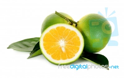 Citrus Sinensis Isolated On The White Background Stock Photo