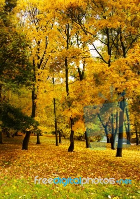 City Park In Autumn Stock Photo