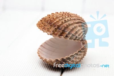 Clam Shell Isolated Stock Photo