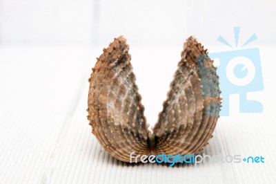 Clam Shell Isolated Stock Photo