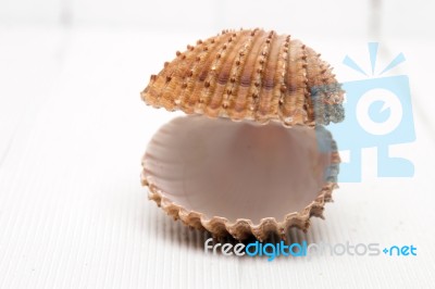 Clam Shell Isolated Stock Photo