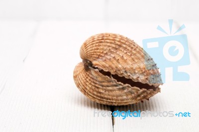 Clam Shell Isolated Stock Photo