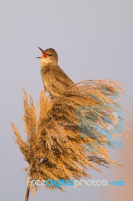 Clamorous Reed Warbler Stock Photo