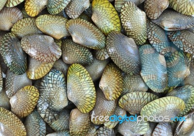 Clams Stock Photo