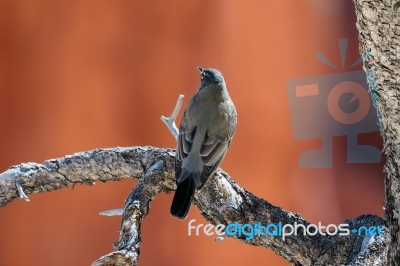 Clark's Nutcracker Resting On Dead Tree Stock Photo