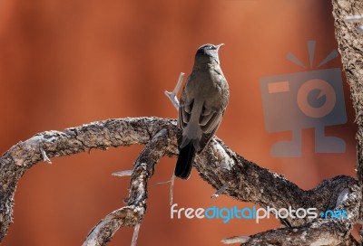 Clark's Nutcracker Resting On Dead Tree Stock Photo