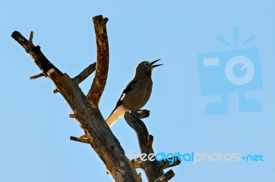 Clark's Nutcracker Singing Stock Photo