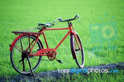 Classic Bicycle In Paddy Field Stock Photo