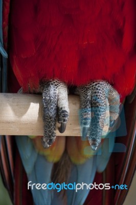 Claws Of Scarlet Macaw Stock Photo