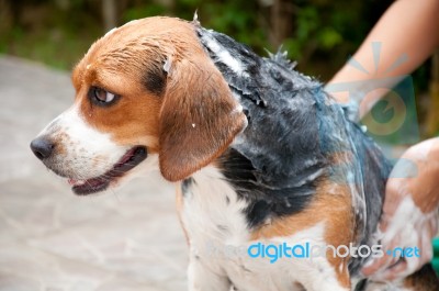 Cleaning Dog Stock Photo