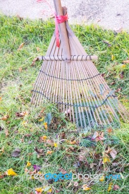 Cleaning Dried Grass And Leaf In The Garden By Rake (harrow) Stock Photo